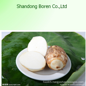 Taro with High Quality in Hot Sale